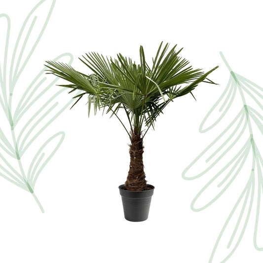 Trachycarpus Fortuneii - 220-240 cm - Forest Plants