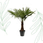 Trachycarpus Fortuneii - 220-240 cm - Forest Plants