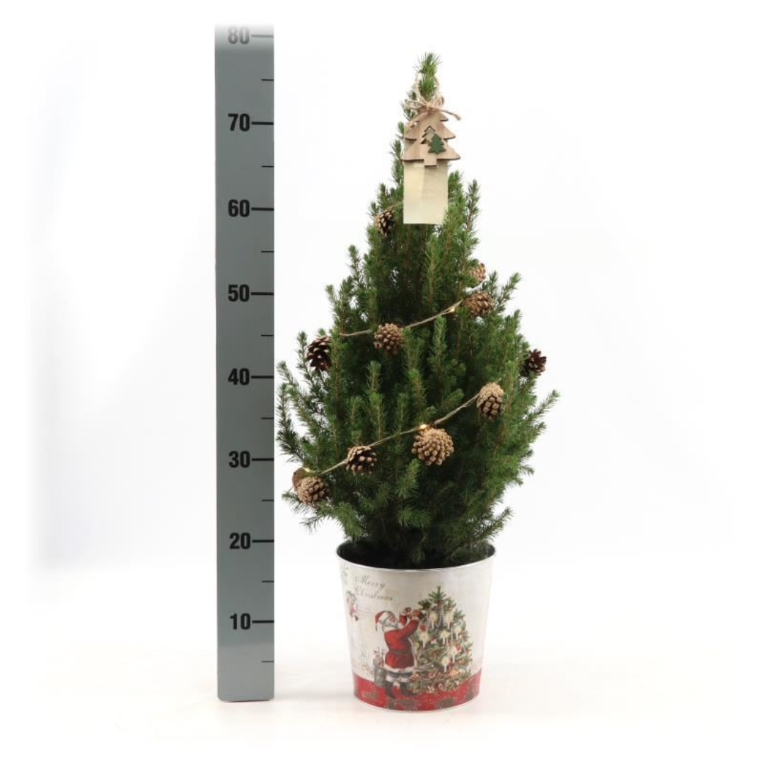 Kleine Kerstboom in Kerstmis sierpot - ↕ 70 cm - Picea Glauca Conica - Dennenappel Lampjes met batterijen