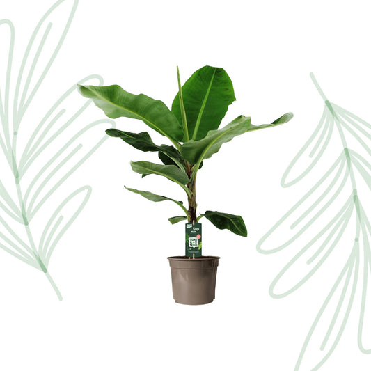Bananenplant (Musa) - 150 cm