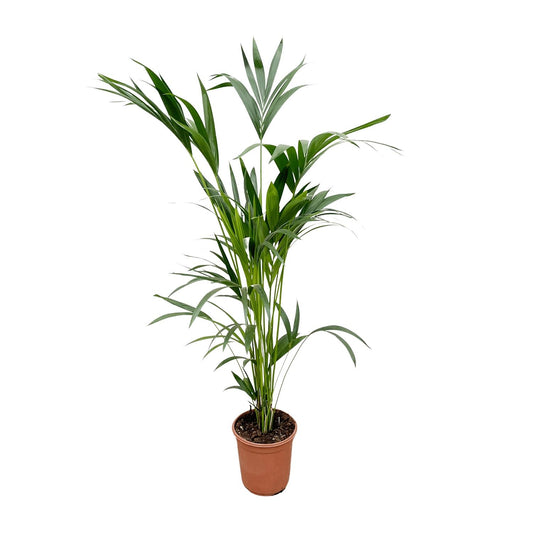 Kentia palm - 160 cm - Forest Plants