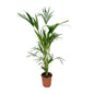 Kentia palm - 160 cm - Forest Plants