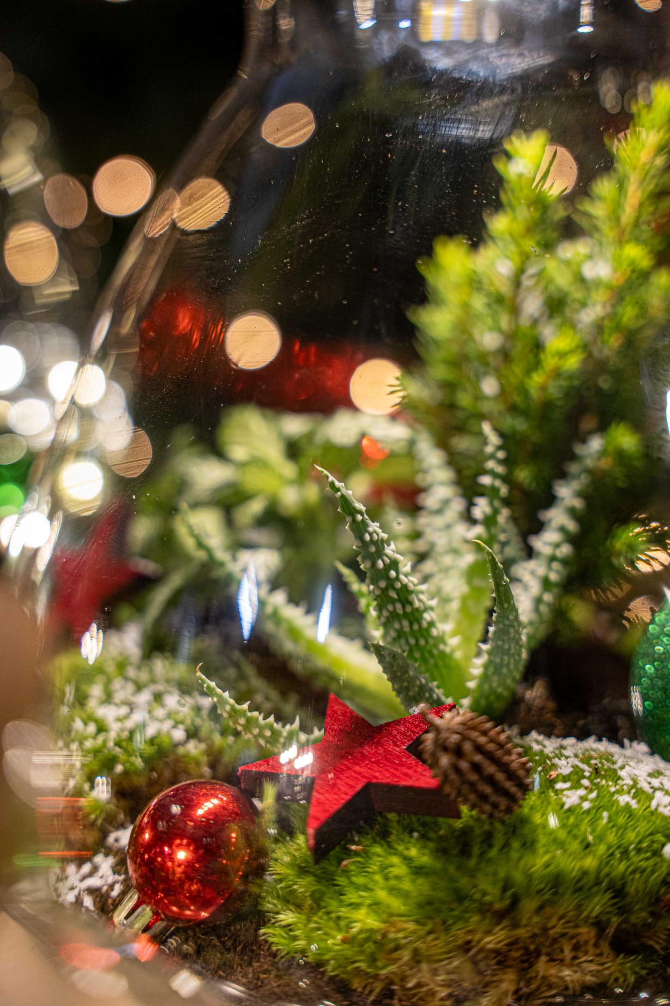 Frosty Kerstmis terrarium - Planten terrarium DIY kit Christmas - Ø 17 cm ↕ 25 cm