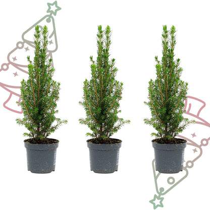 3x Mini-kerstboom - Chamaecyparis - ↕ 25-30 cm