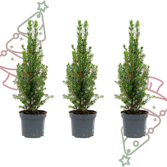 3x Mini-kerstboom - Chamaecyparis - ↕ 25-30 cm
