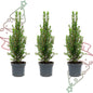 3x Mini-kerstboom - Chamaecyparis - ↕ 25-30 cm