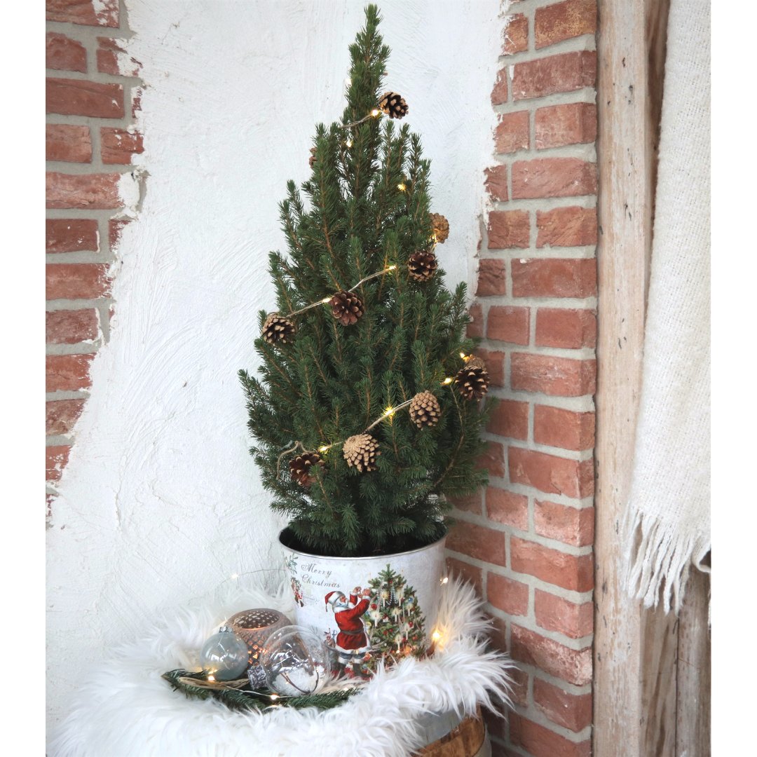 Kleine Kerstboom in Kerstmis sierpot - ↕ 70 cm - Picea Glauca Conica