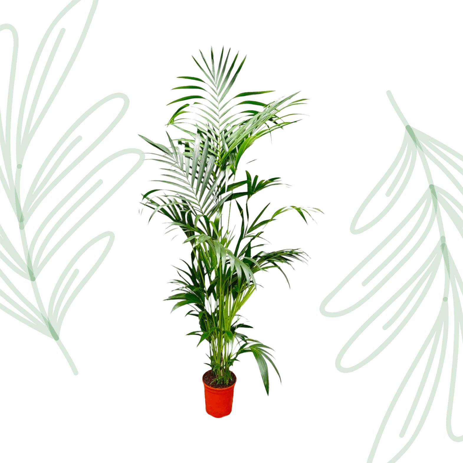 Kentia Palm - 200 cm - Forest Plants