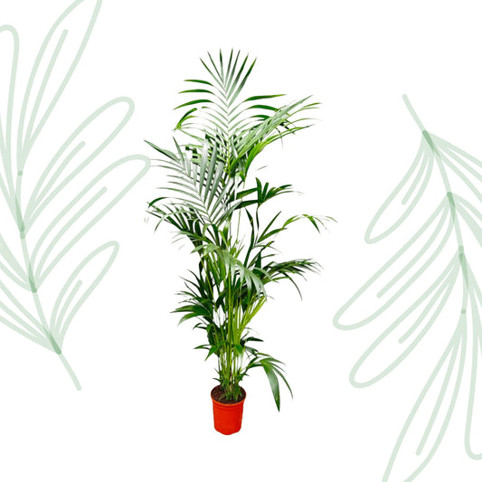 Kentia Palm - 200 cm - Forest Plants