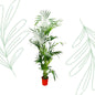 Kentia Palm - 200 cm - Forest Plants