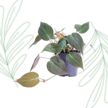 Philodendron scandens 'Micans' - 25 cm