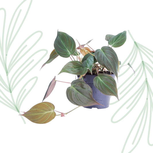 Philodendron scandens 'Micans' - 25 cm