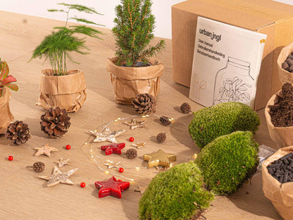 DIY Christmas Planten terrarium pakket - Mini-kerstboom - Navulling & Startpakket