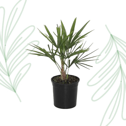 Trachycarpus Fortunei - 40 cm