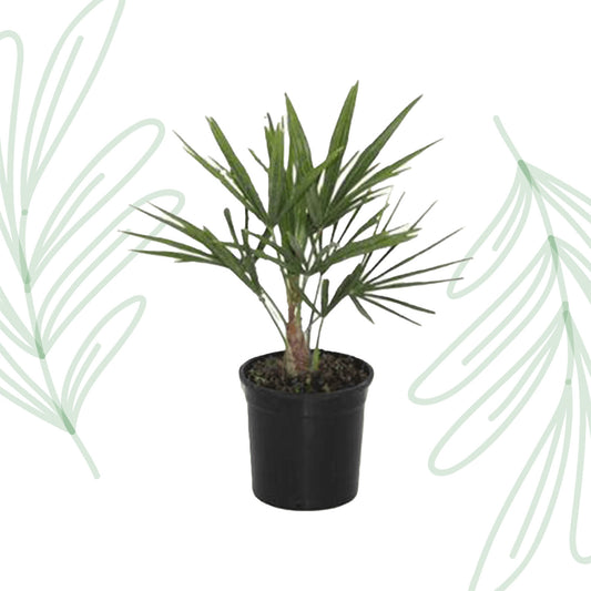 Trachycarpus Fortunei - 40 cm