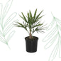 Trachycarpus Fortunei - 40 cm
