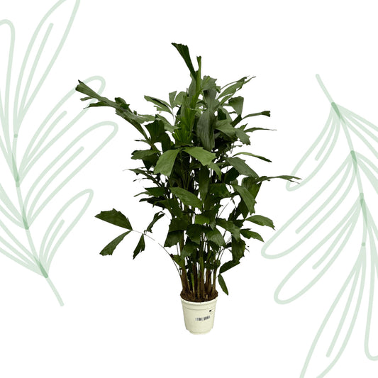 Caryota Mitis - 130 cm