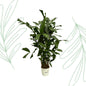 Caryota Mitis - 130 cm