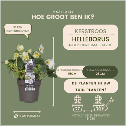 6x Helleborus niger 'Christmas Carol' - Ø 12 cm ↕ 20 cm