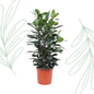 Ficus Cyathistipula struik - 140 cm - Forest Plants
