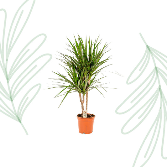 Dracaena Marginata- 90 cm - Forest Plants