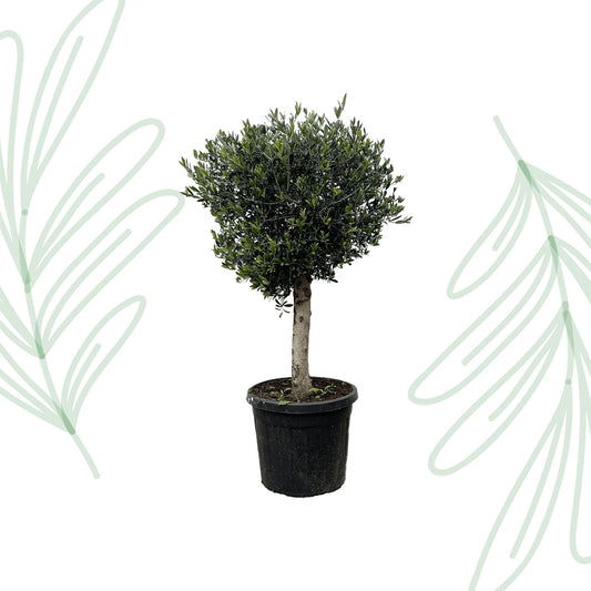 Olea Europaea Lorc - 180 cm - Forest Plants