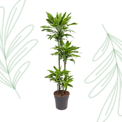 Dracaena Golden Coast - 140 cm - Forest Plants