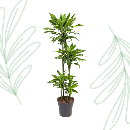 Dracaena Golden Coast - 140 cm - Forest Plants