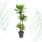 Dracaena Golden Coast - 140 cm - Forest Plants