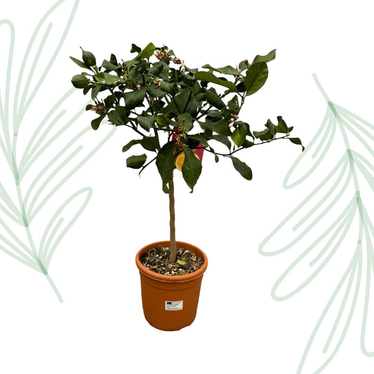 Citrus Lemon - 80 cm