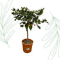 Citrus Lemon - 80 cm