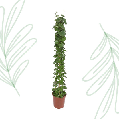 Cissus rotundifolia pyramide - 160 cm - Forest Plants
