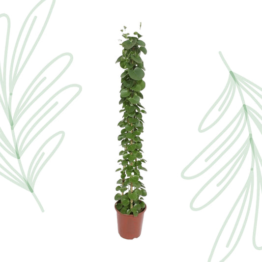 Cissus rotundifolia pyramide - 160 cm - Forest Plants