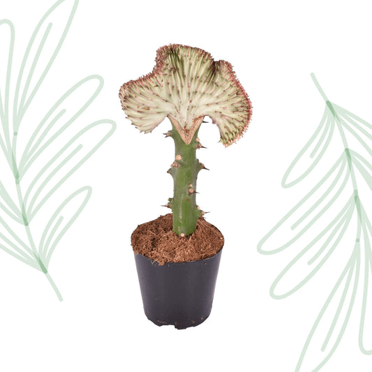 Euphorbia lactea Cristata rood - 35 cm