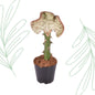 Euphorbia lactea Cristata rood - 35 cm