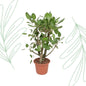 Ficus Benghalensis vertakt - 140 cm - Forest Plants