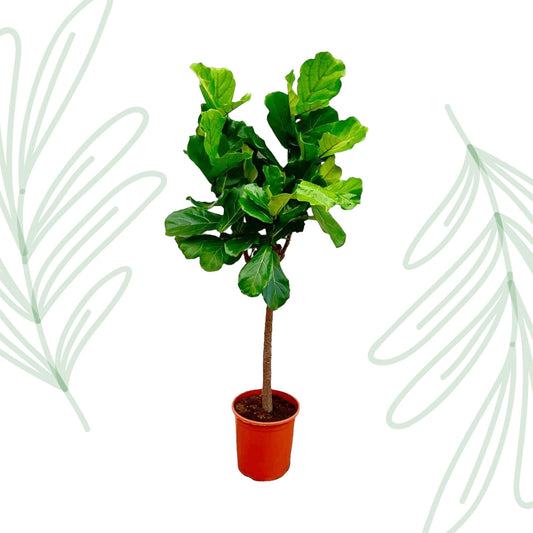 Ficus Lyrata boom - 150 cm - Forest Plants