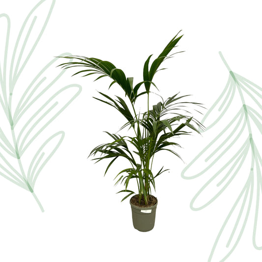 Kentia Palm - 130 cm