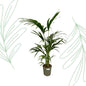 Kentia Palm - 130 cm
