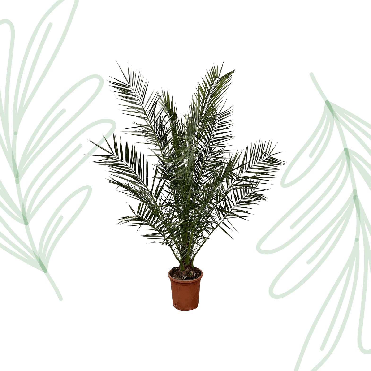 Phoenix Canariensis - Forest Plants