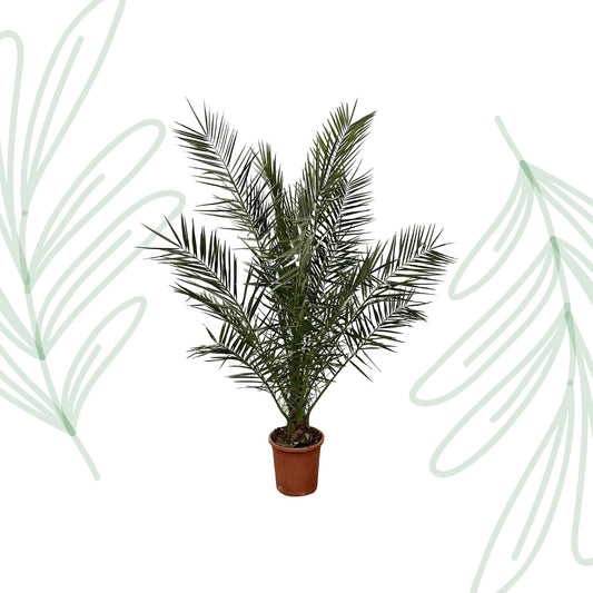 Phoenix Canariensis - Forest Plants