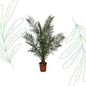Phoenix Canariensis - Forest Plants