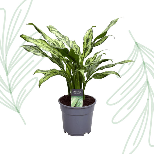 Aglaonema Juliette - 40 cm