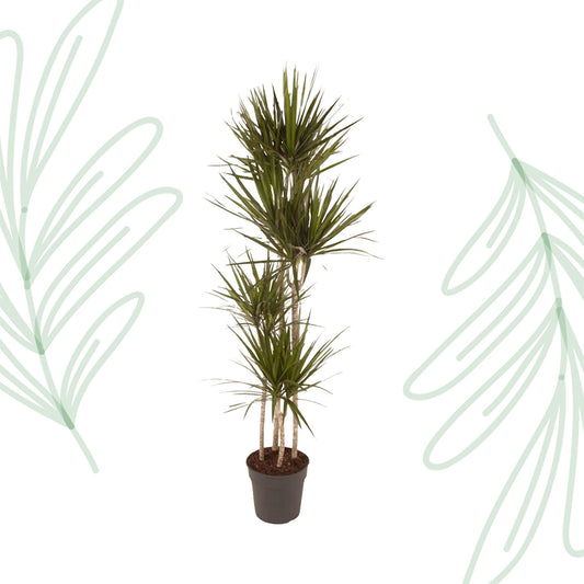 Dracaena Marginata - 180 cm - Forest Plants