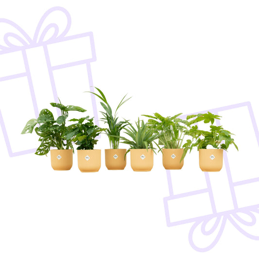 Verrassingsbox - 6 planten inclusief elho Vibes Fold Round Ø14 botergeel