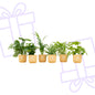 Verrassingsbox - 6 planten inclusief elho Vibes Fold Round Ø14 botergeel