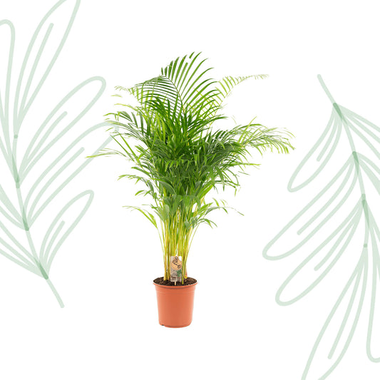 Areca palm - 130 cm - Forest Plants