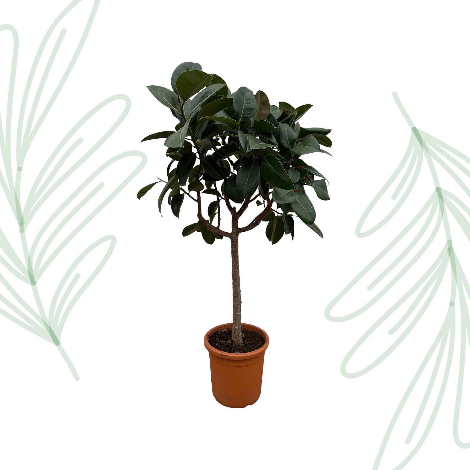 Ficus Elastica Robusta op stam - 190 cm - Forest Plants