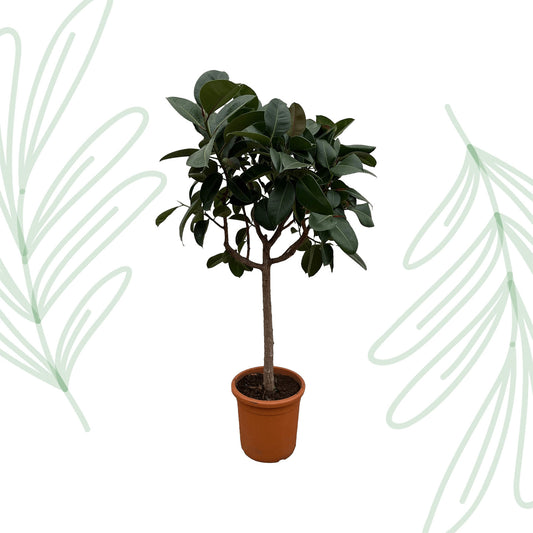 Ficus Elastica Robusta op stam - 190 cm - Forest Plants