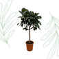 Ficus Elastica Robusta op stam - 190 cm - Forest Plants